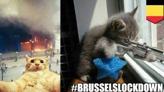 #BrusselsLockdown hashtag bursts into Belgian cat meme explosion on Twitter - TomoNews