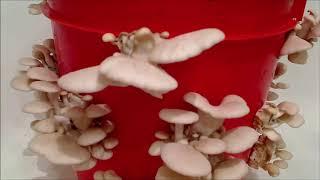 Pleurotus Ostreatus Time Lapse