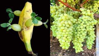 How to grow grape plant at home with banana fruit || easy step-by-step guide