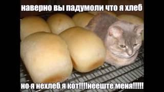 Вы наверное подумали что я хлеб, но я не хлеб я кот не ешьте меня. Вы наверное подумоли что я хлеб.