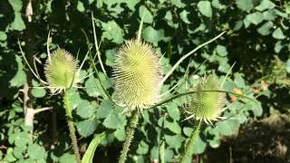 Teasel (Dipsacus) - flower heads - July 2017