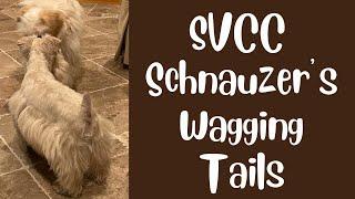 SVCC Schnauzer Wagging Tails, Tells, & Tales