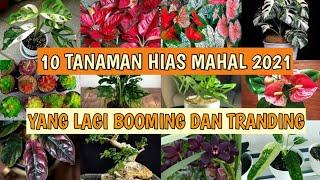 10 TANAMAN HIAS TERMAHAL 2021 || TANAMAN BOOMING DAN VIRAL || ADA ANGGREK HITAM DAN MONSTERA OBLIQUA