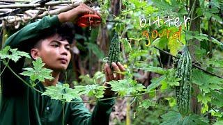 the nutritious taste of VEGETABLES harvesting Bitter Gourd, Patola, and Tudu beans | kabagis