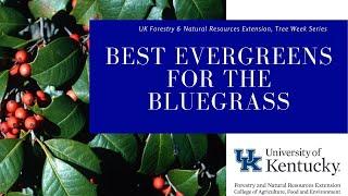 Best Evergreens for the Bluegrass