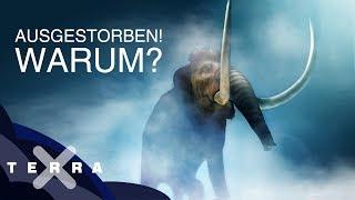 Warum sind die Mammuts ausgestorben? | Terra X