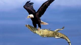 The Best Of Eagle Attacks 2018 - Most Amazing Moments Of Wild Animal Fights! Wild Discovery Animals