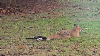 Magpie vs Fox / Magpie pecking Fox