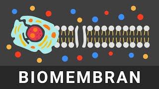 Biomembran Aufbau & Funktion einfach erklärt | Zellmembran und Membranproteine
