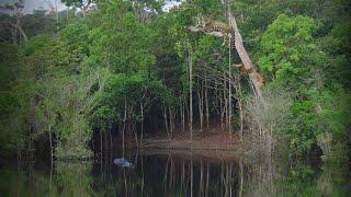 Suatu Hari Di Hutan Amazon