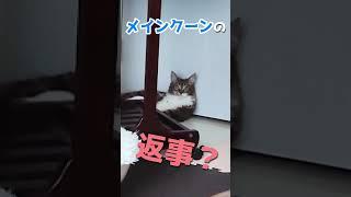 変な声で返事する猫【メインクーン】