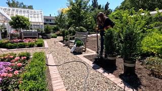 Potting Up Heirloom Mums, Pruning Tree Roses & Planting Boxwoods! ️ // Garden Answer