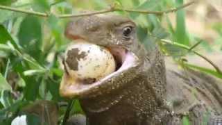 Great Monitor Lizard feeding on Cobra eggs @ Sigiriya Sri Lanka