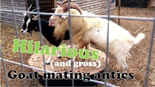 Funny Mating Antics of Goats