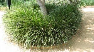 Liriope gigantea - Giant Lily-Turf