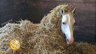 Need something fun? Watch these funny and cute Horse Videos - Funniest Horses #6
