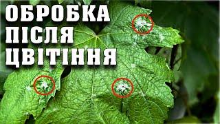 ОСНОВНА обробка винограду. Захист урожаю після цвітіння