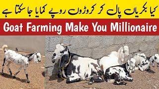 Goat Farming se Karor Rupiya Kamana | Goat Farming Millionaire Formula | Goat Farming Profit Pr Year