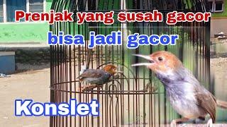 Cara nyeting burung prenjak yang susah gacor ,, di jamin gacor dor