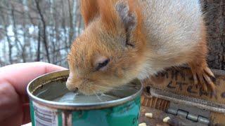 Покормил Белку с глазиком. Давно её не видел / I fed a familiar squirrel