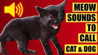 Cat sounds to ATTRACT cats - Kitten sounds meowing calling mom that abandoned her
