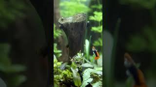 Easy & Beautiful Planted Aquarium
