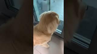 Golden Retriever 'Homi' dog reaction to meeting owner after 5 days