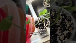 Propagation hacks for pothos & monstera #planttips #propagation #pothos