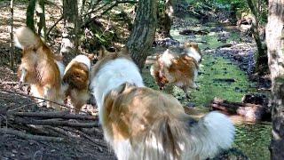 Collies spielen am Bach im Königsforst