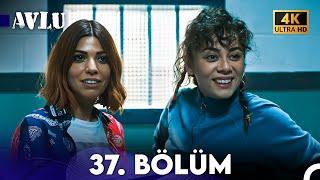 Avlu 37. Bölüm (4K)