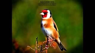 Wild goldfinch song from Algeria تغريد الحسون الخلوي الجزائري