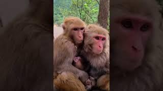 Monkey  Mother and father and cut baby  3 love  #subscribe #viral #shorts #live