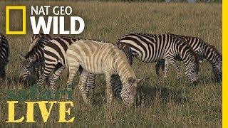 Why Is This Zebra Unusually Pale? | Nat Geo Wild