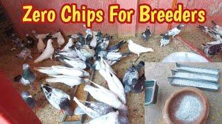 Breeder Kabootar K Liyae Zero Chips | Hashim Mahmood Pigeons
