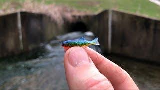 This Tiny Lure CHALLENGE had Surprising Results...