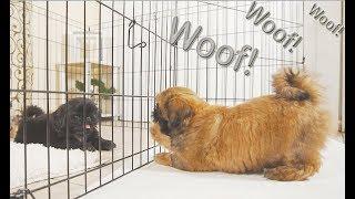 Shih Tzu Puppies 1st time Barking | Brother VS Brother | who's LOUDER?