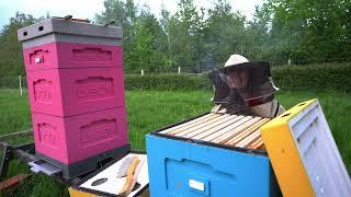 Sobota i Niedziela | klatka na brojlery | pszczoły | jak zrobić paśnik