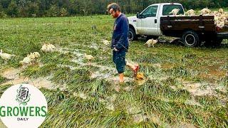 What the Hurricane was Like on One Flooded Farm + Managing Some Common Garden Pests and More