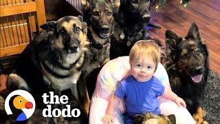 Child Raised By 5 German Shepherds | The Dodo