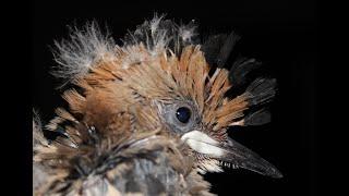 Hoopoe Nesting in an unbelievable place -  Upupa epops - Τσαλαπετεινός - Πουπούξιος - Cyprus