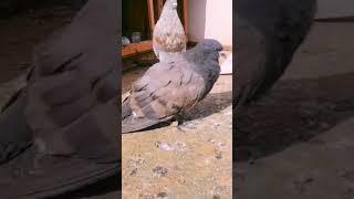 علاج الحمام من مرض سالمونيلا  بطريقة سهلة وإنقاد حمامك من الموت