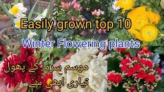 10 +Winter Best Flowering Plants/permanent flowering plants/ bulbs grown/ grow from seeds/Urdu hindi