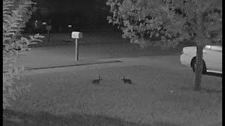 Playful Bunny Rabbits caught on security camera