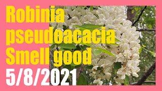 【Flowers】Good scent of Robinia pseudoacacia 5/8/2021