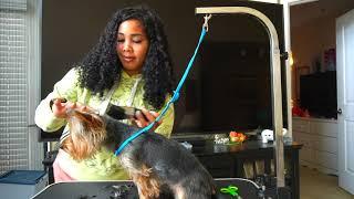 HOW TO GROOM A YORKIE WITH NO EXPERIENCE