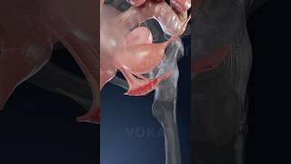 What is VULVITIS and how does it impact women’s health? Explained in 3D