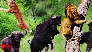 SADIS!!! Kerbau Afrika Mengamuk dan Membunuh Predator Di Alam Liar, Momen KERBAU VS SINGA