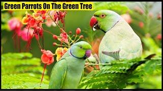 Green Parrots Video on the Tree  | Parrot Sound