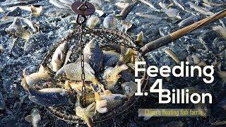 Feeding 1.4 billion  China's floating fish farms