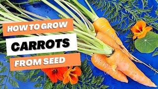 The Ultimate Carrot Growing Guide: From Seed to Harvest #garden #carrot #homestead #vegetablegarden